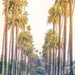 Palm trees in Los Angeles California