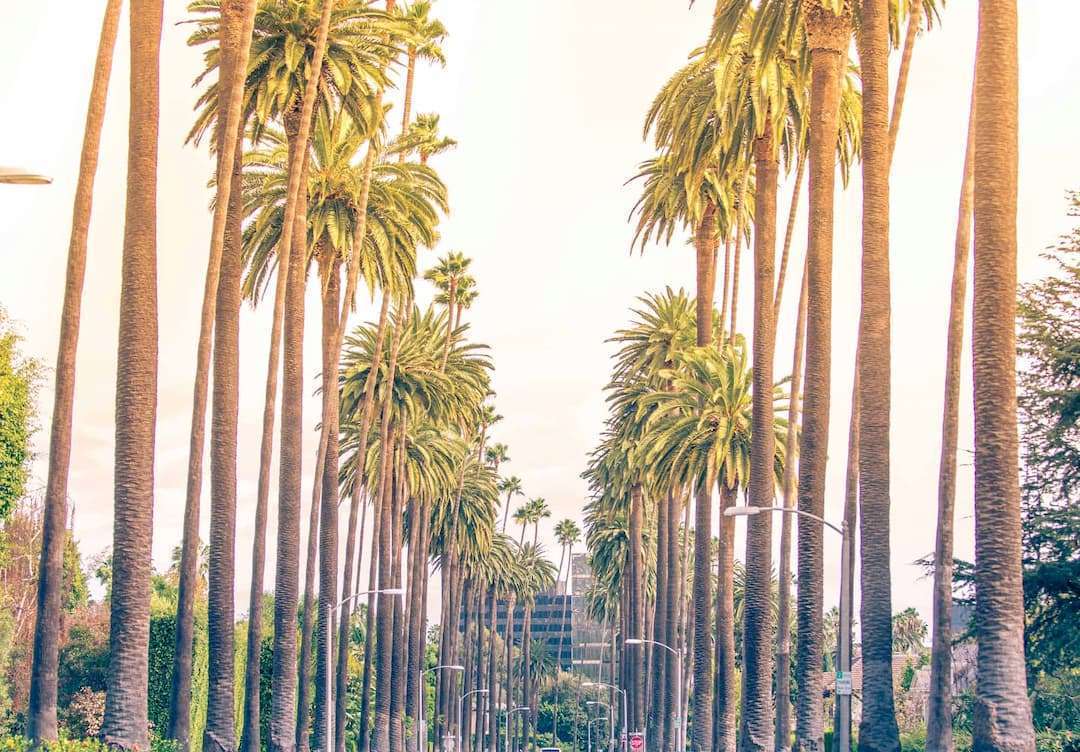 Palm trees in Los Angeles California