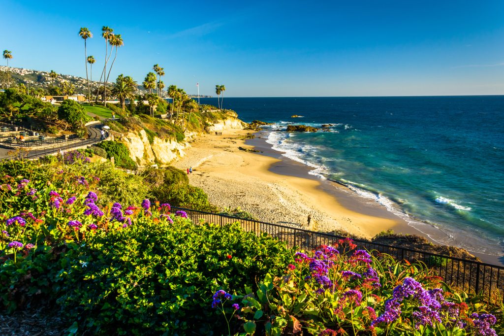 Flowers and view of the Pacific Ocean at Heisler Park, in Laguna