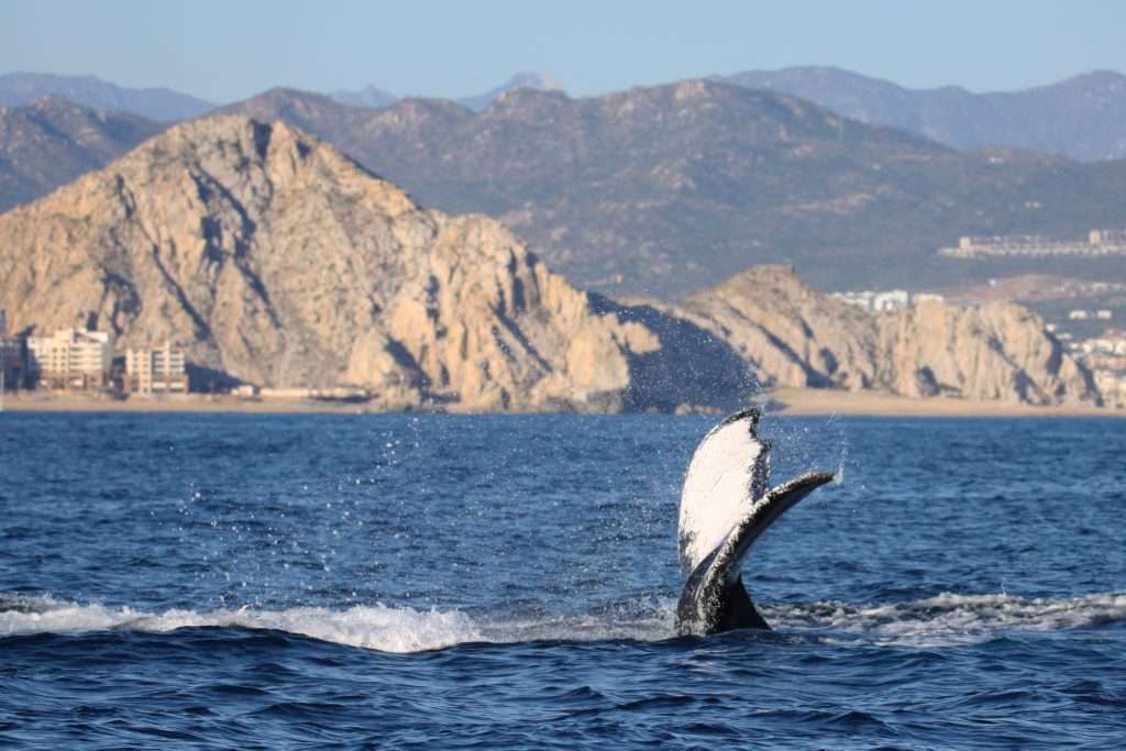 Festival of Whales in South California