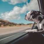 Essential RV Pet Accessories: Your Furry Companion's Travel Must-Haves 13 RV Pet Accessories 1