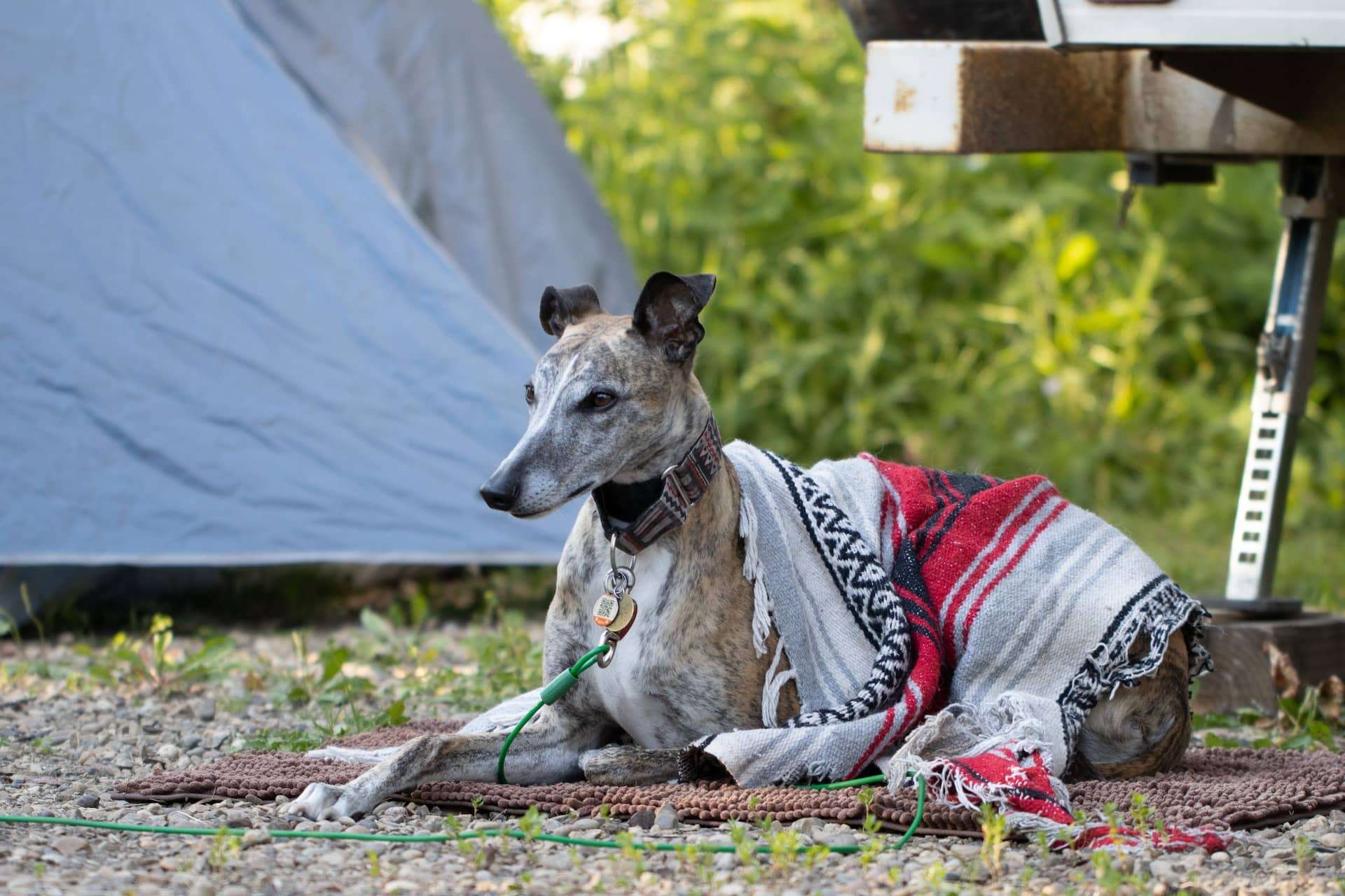 Essential RV Pet Accessories: Your Furry Companion's Travel Must-Haves ...