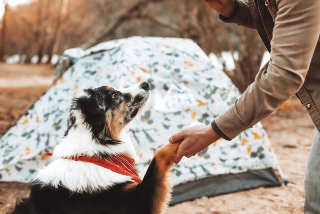 RVing With A Dog 10