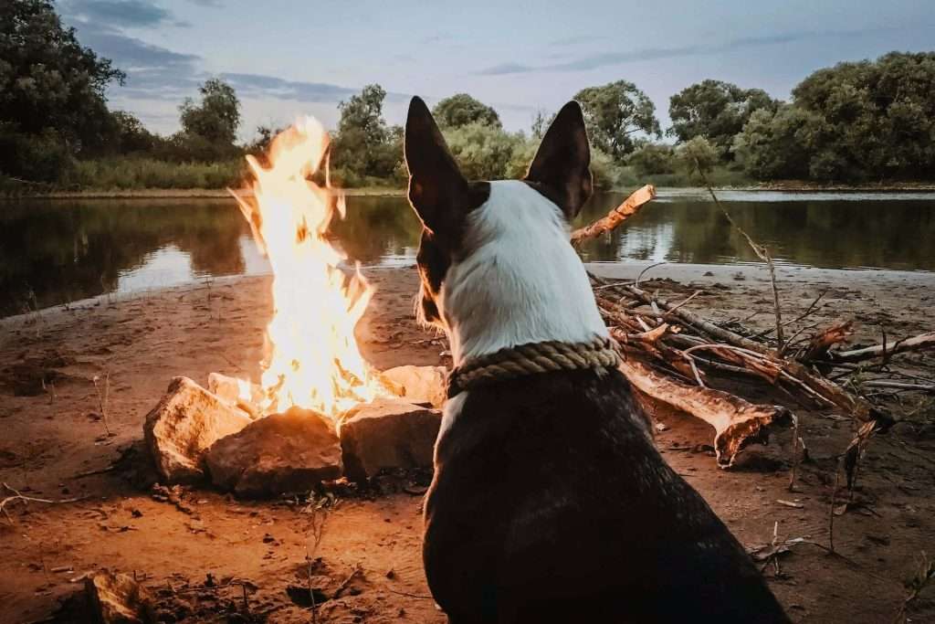 RVing With A Dog 5