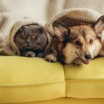 Top 5 RV Pet Door Screen Protectors: Durable & Pet-Friendly! 8 cat and dog in RV with RV Pet Door Screen Protectors